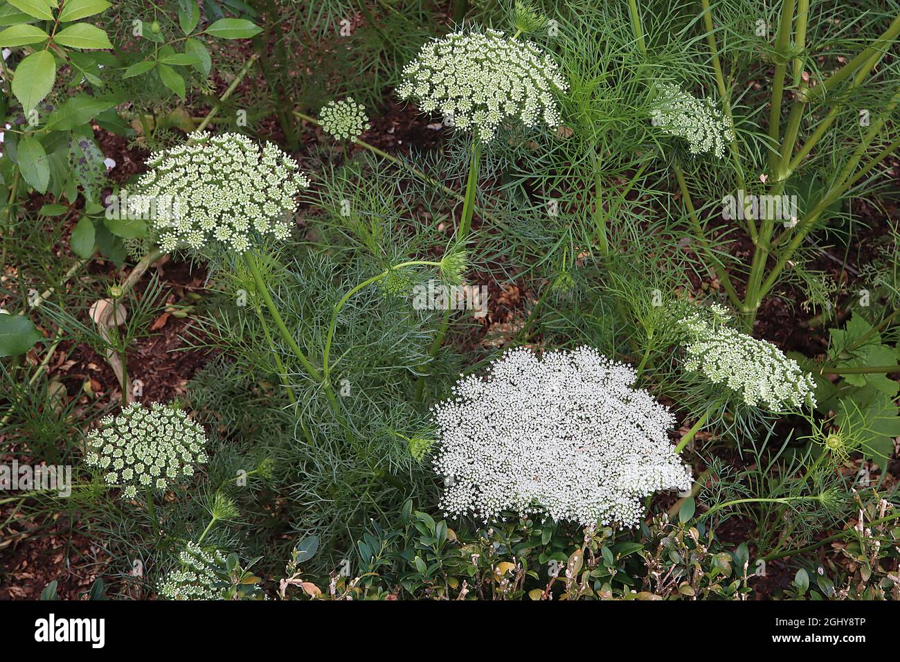 Daucus carota wild carrot domed flower heads of tiny white flowers