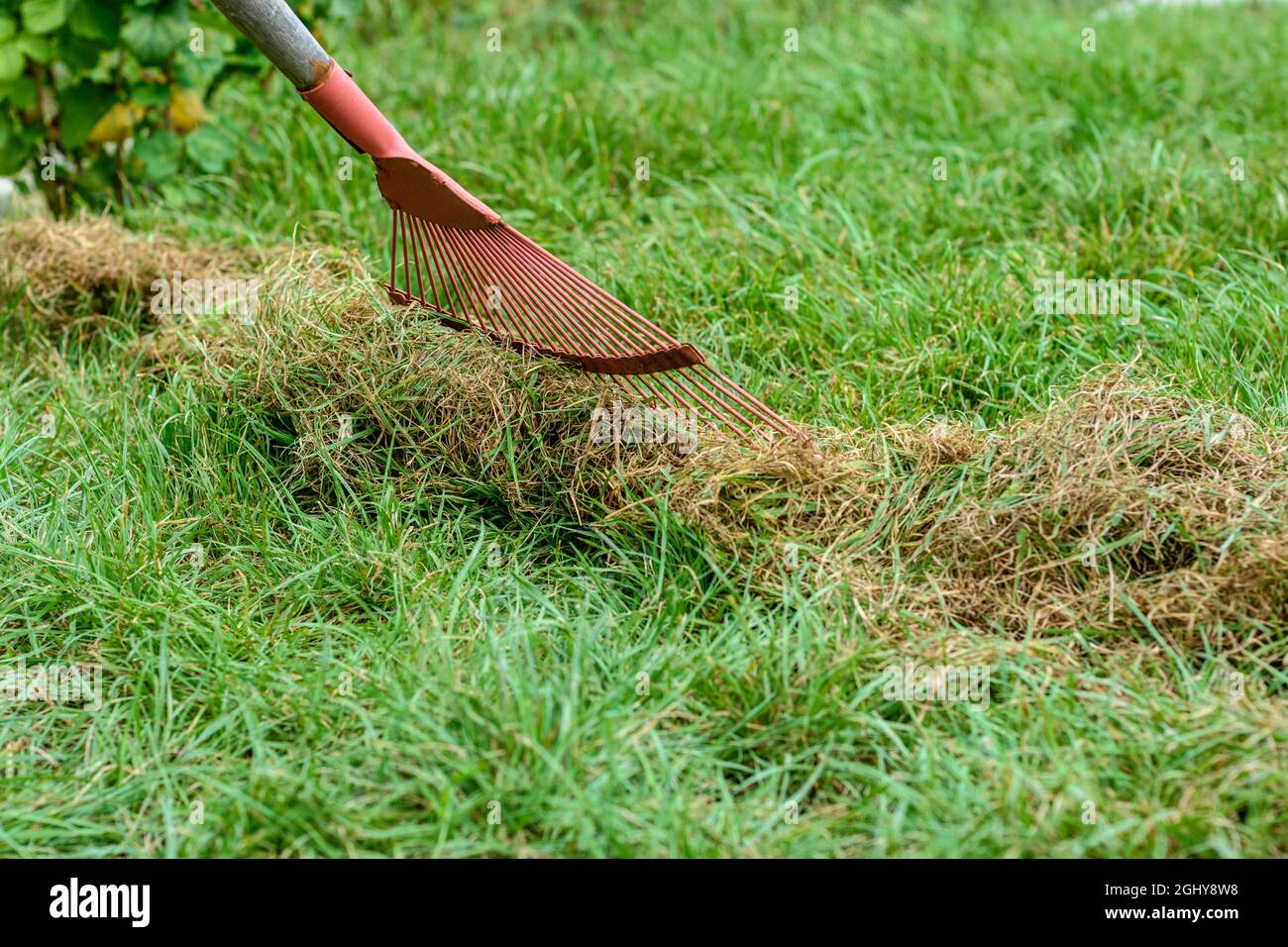 Cleaning mowed grass from the lawn with a fan rake Stock Photo - Alamy