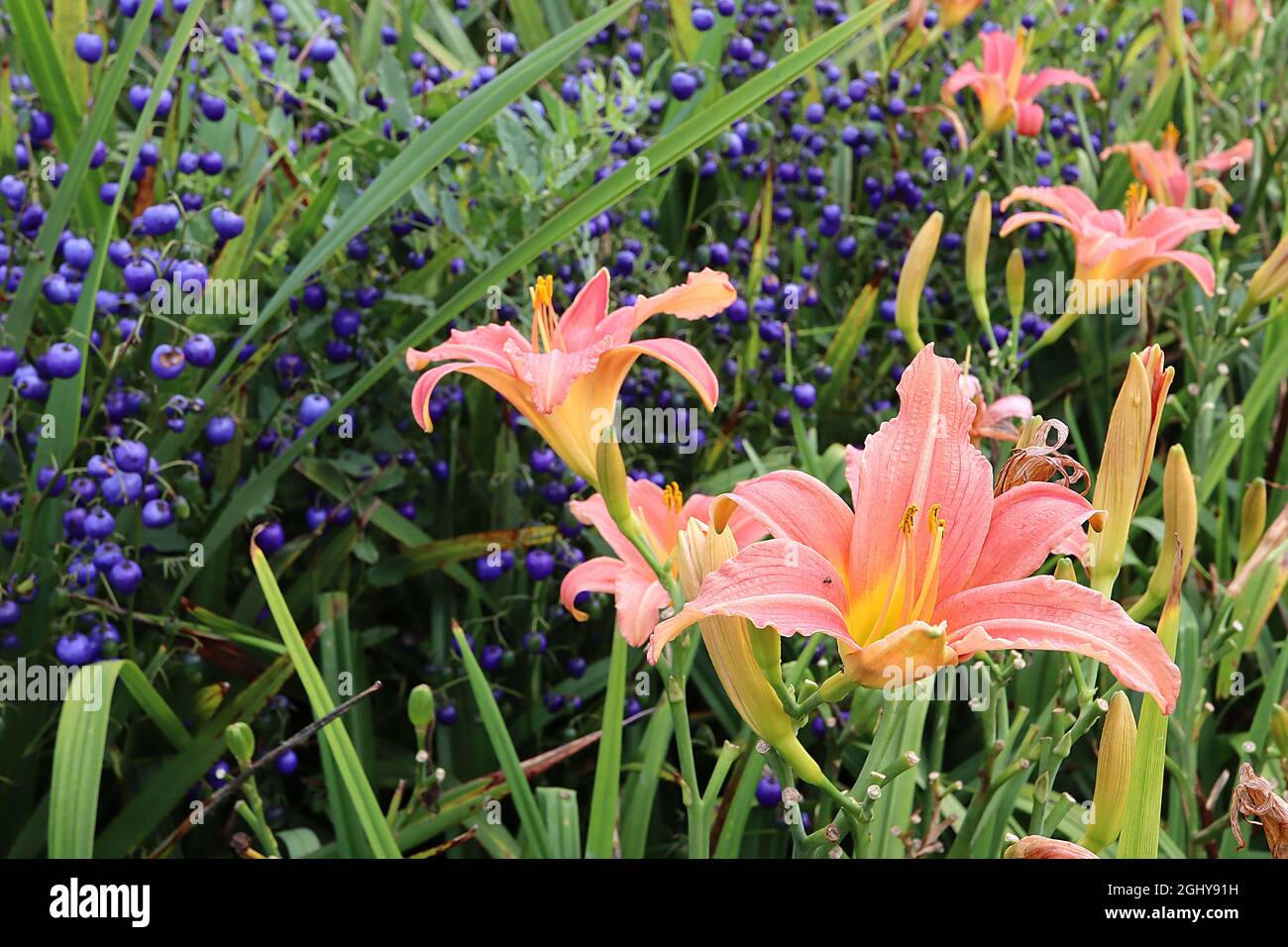 Dianella tasmanica  Tasman flax-lily – oval violet blue glossy berries, Hemerocallis / Daylily ‘Pink Damask’ funnel-shaped coral pink flowers, August, Stock Photo