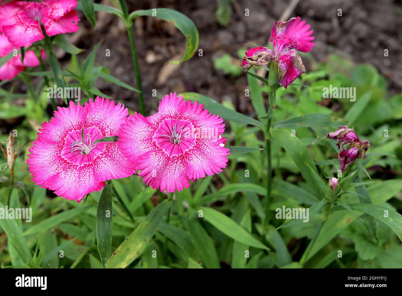 Dianthus chinensis China pinks – deep pink flowers with red halo and white spots,  August, England, UK Stock Photo