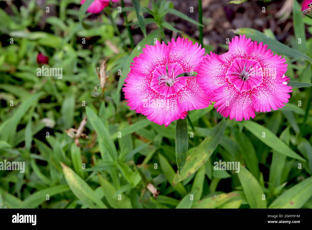 Dianthus chinensis China pinks – deep pink flowers with red halo and white spots,  August, England, UK Stock Photo