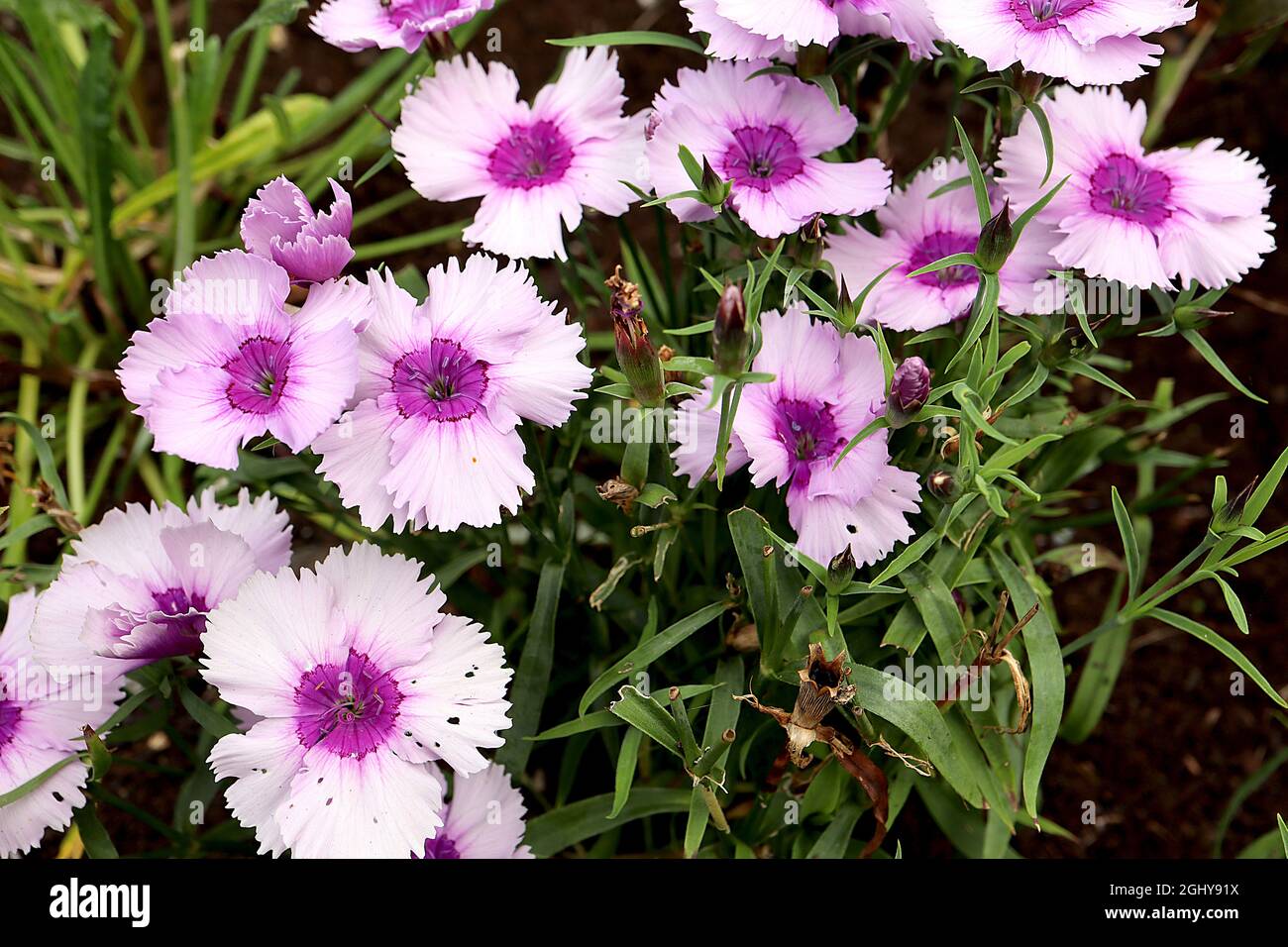 Dianthus chinensis China pinks – pale lavender flowers with violet centre and crimson ring,  August, England, UK Stock Photo