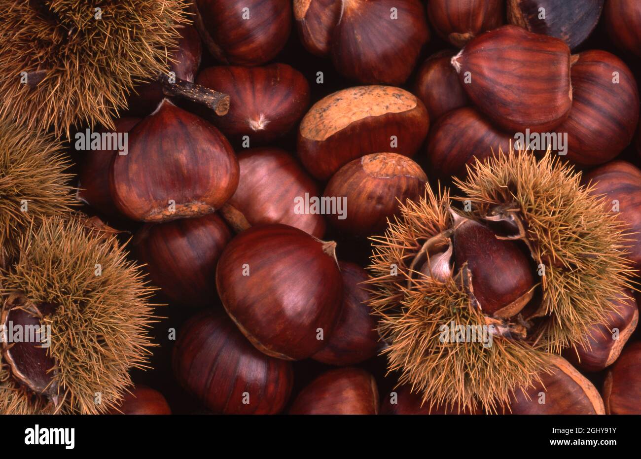 FRESHLY HARVESTED EUROPEAN CHESTNUTS SOME STILL IN THEIR SPINY CUPULES. Stock Photo