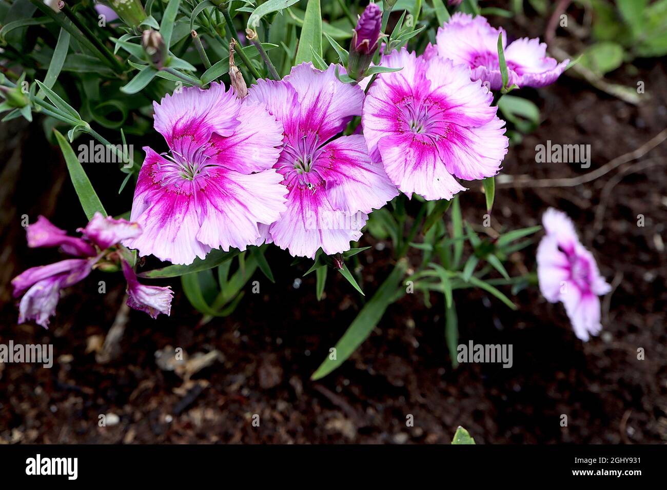 Dianthus chinensis China pinks - pale lavender flowers with violet centre and deep pink flares,  August, England, UK Stock Photo