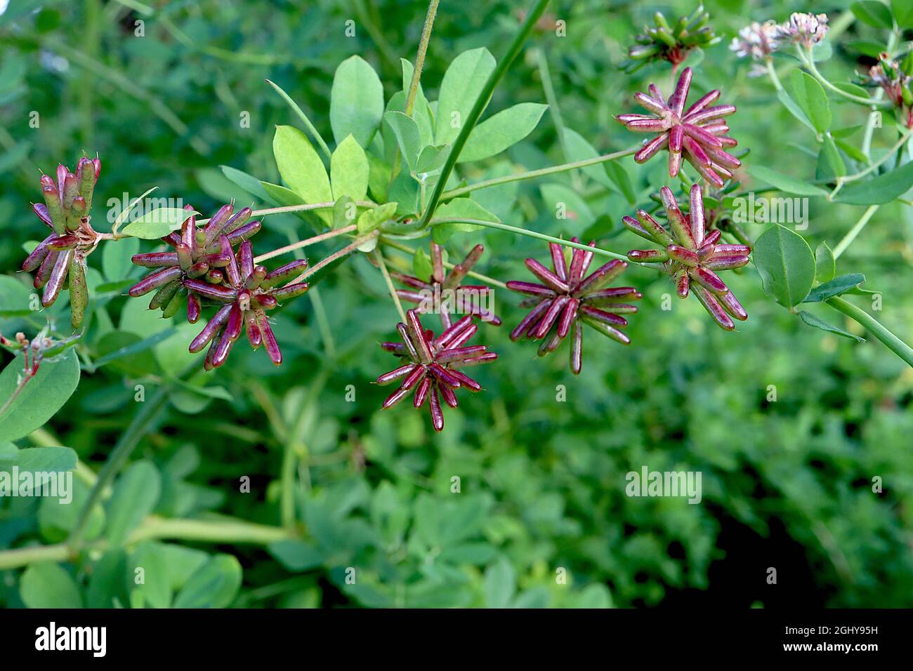 Dorycnium rectum greater badassi – spherical red brown seed pods with rounded rod-like tubes and mid green obovate leaves,  August, England, UK Stock Photo