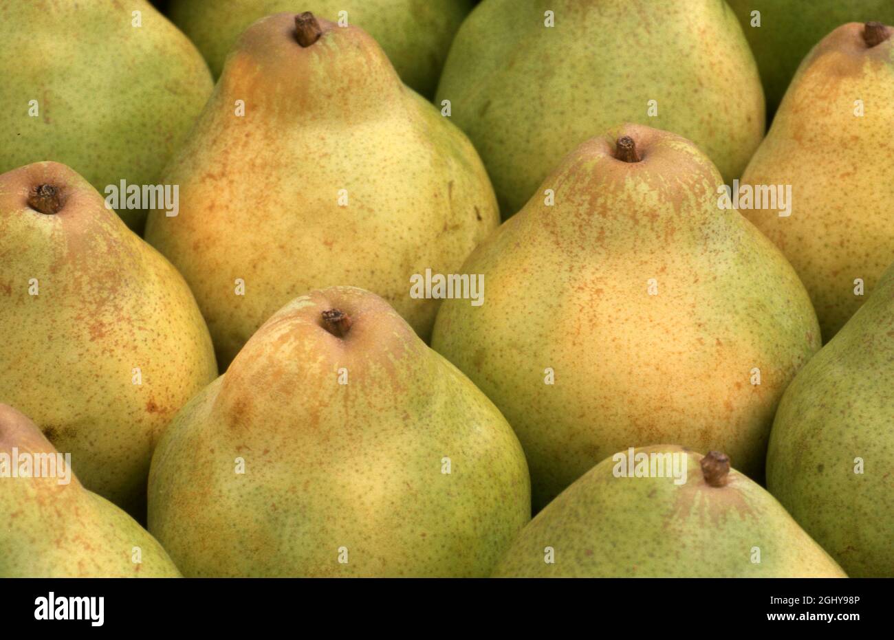 STUDIO IMAGE OF HARVESTED PEARS Stock Photo