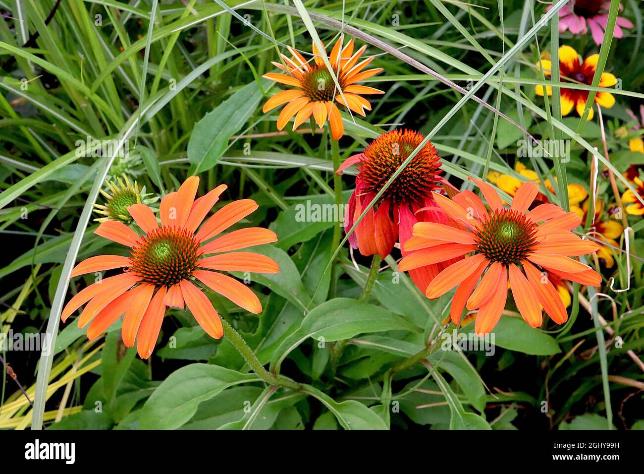 Echinacea purpurea ‘Kismet Intense Orange’ coneflower Intense Orange - red orange petals and red-tipped cone-shaped centre,  August, England, UK Stock Photo