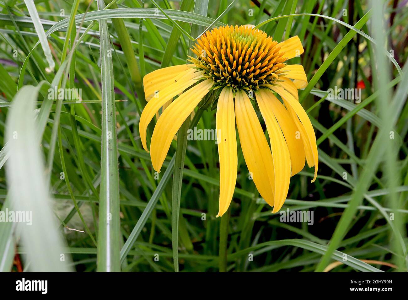 Echinacea purpurea ‘Kismet Yellow’ coneflower Kismet Yellow – yellow petals with yellow-tipped cone-shaped centre,  August, England, UK Stock Photo