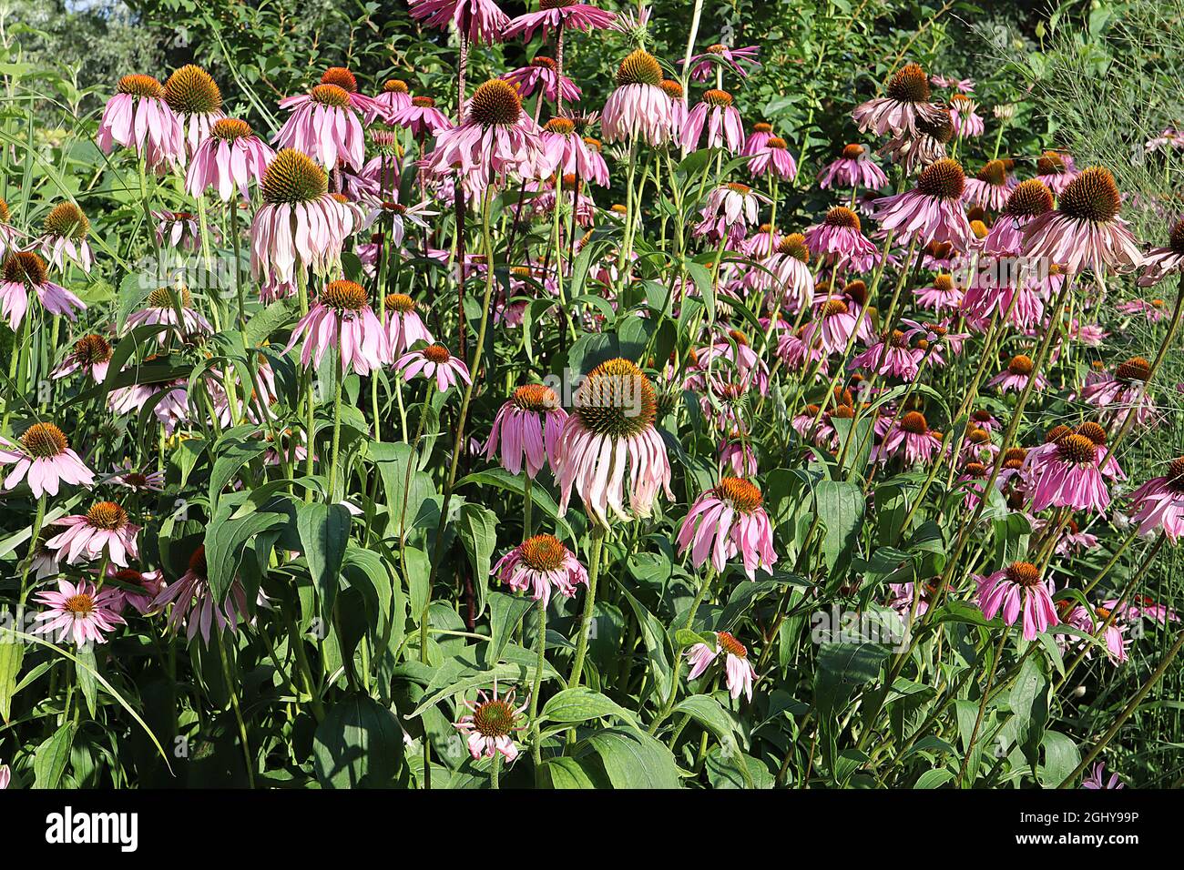 Echinacea purpurea ‘Magnus’ Coneflower Magnus - deep pink petals and cone-shaped centre, very tall stems,  August, England, UK Stock Photo