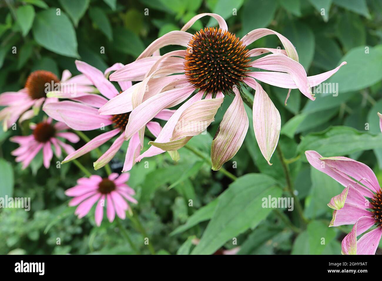 Echinacea purpurea ‘Magnus’ Coneflower Magnus deep pink petals and