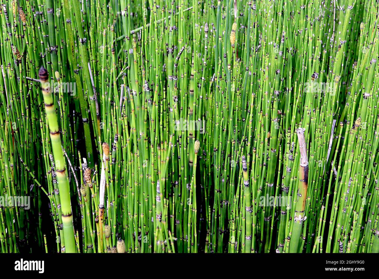 Hollow green stems hi-res stock photography and images - Alamy
