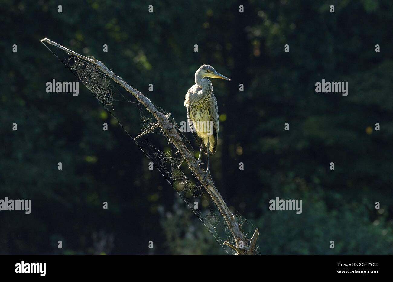 young gray heron sits on a branch Stock Photo