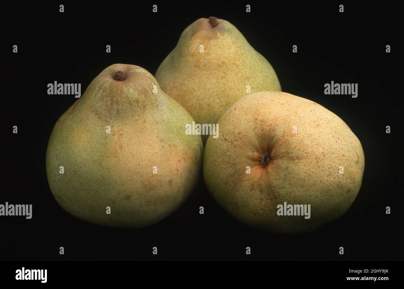 STUDIO IMAGE OF HARVESTED PEARS AGAINST A BLACK BACKGROUND Stock Photo