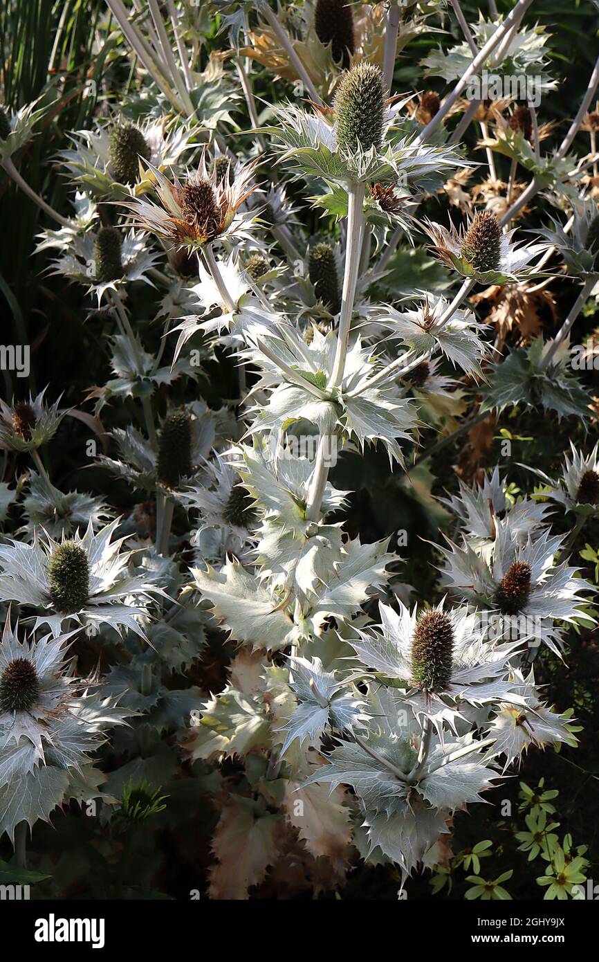 Eryngium giganteum ‘Silver Ghost’ giant sea holly Silver Ghost cone