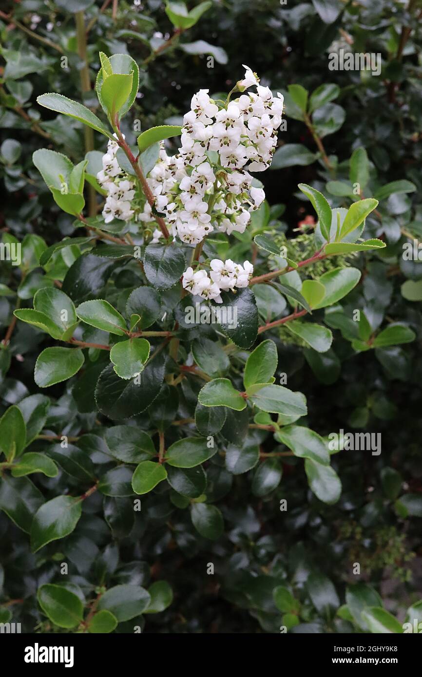 Escallonia iveyi ‘White’ dense flower spikes of small white flowers with recurved petals, August, England, UK Stock Photo