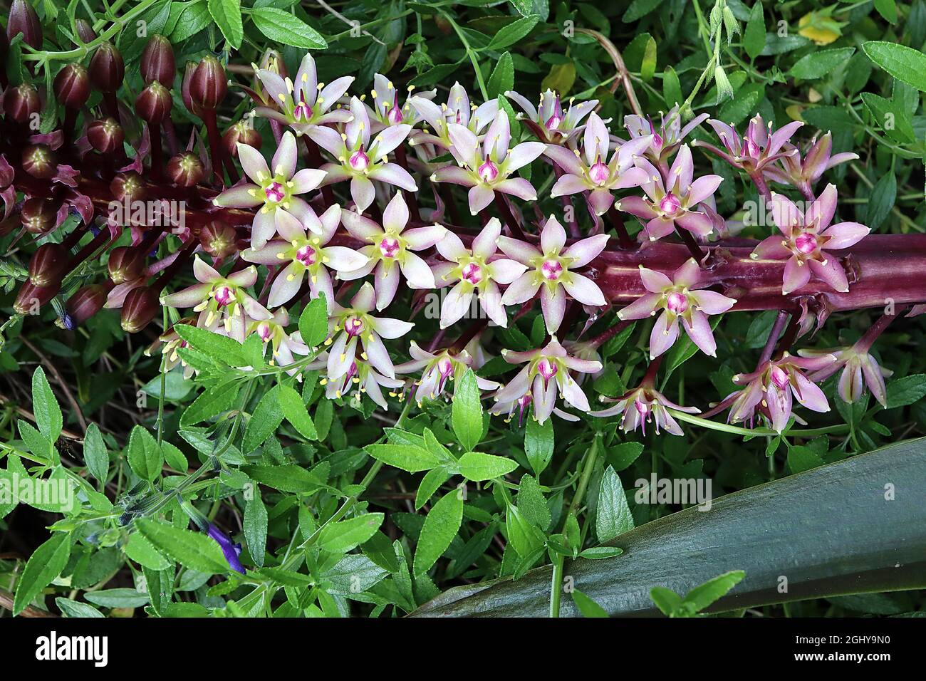 Purple stems hires stock photography and images Alamy