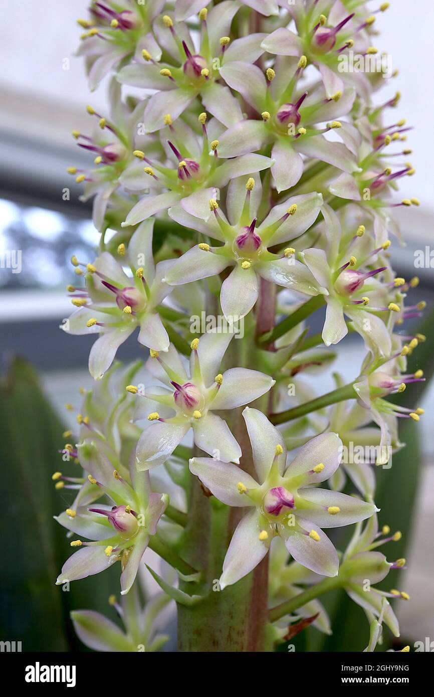 Eucomis pallidiflora  giant pineapple lily - upright racemes of white star-shaped flowers on very thick green stems,  August, England, UK Stock Photo
