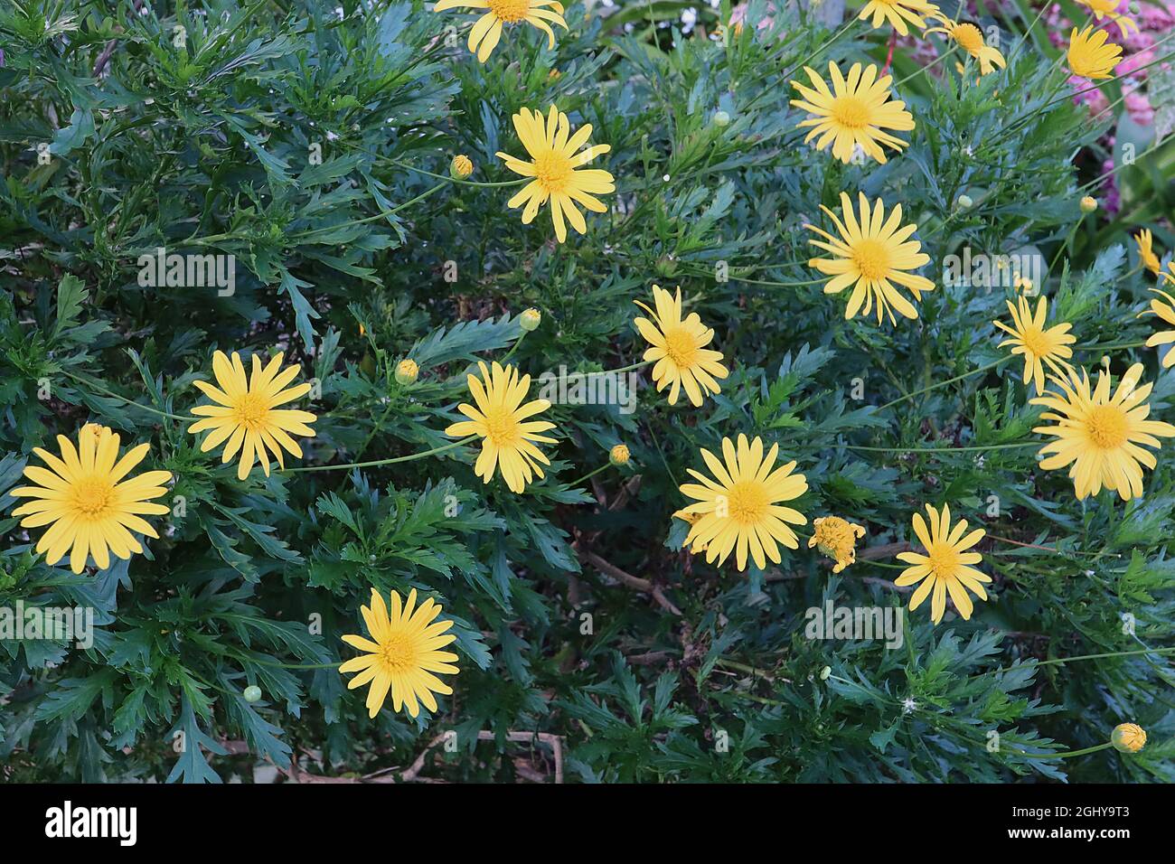 Pectinate leaves hires stock photography and images Alamy