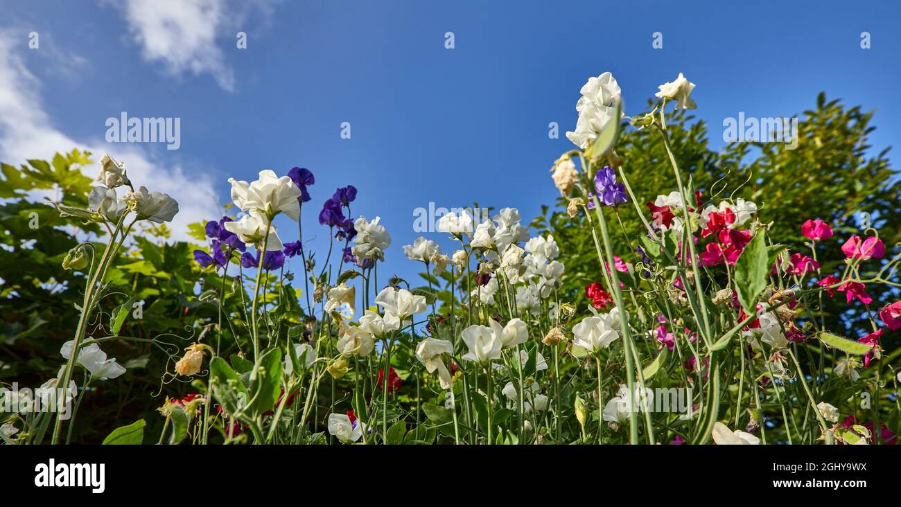 Multicoloured Sweet Pea flowers against a blue sky Stock Photo