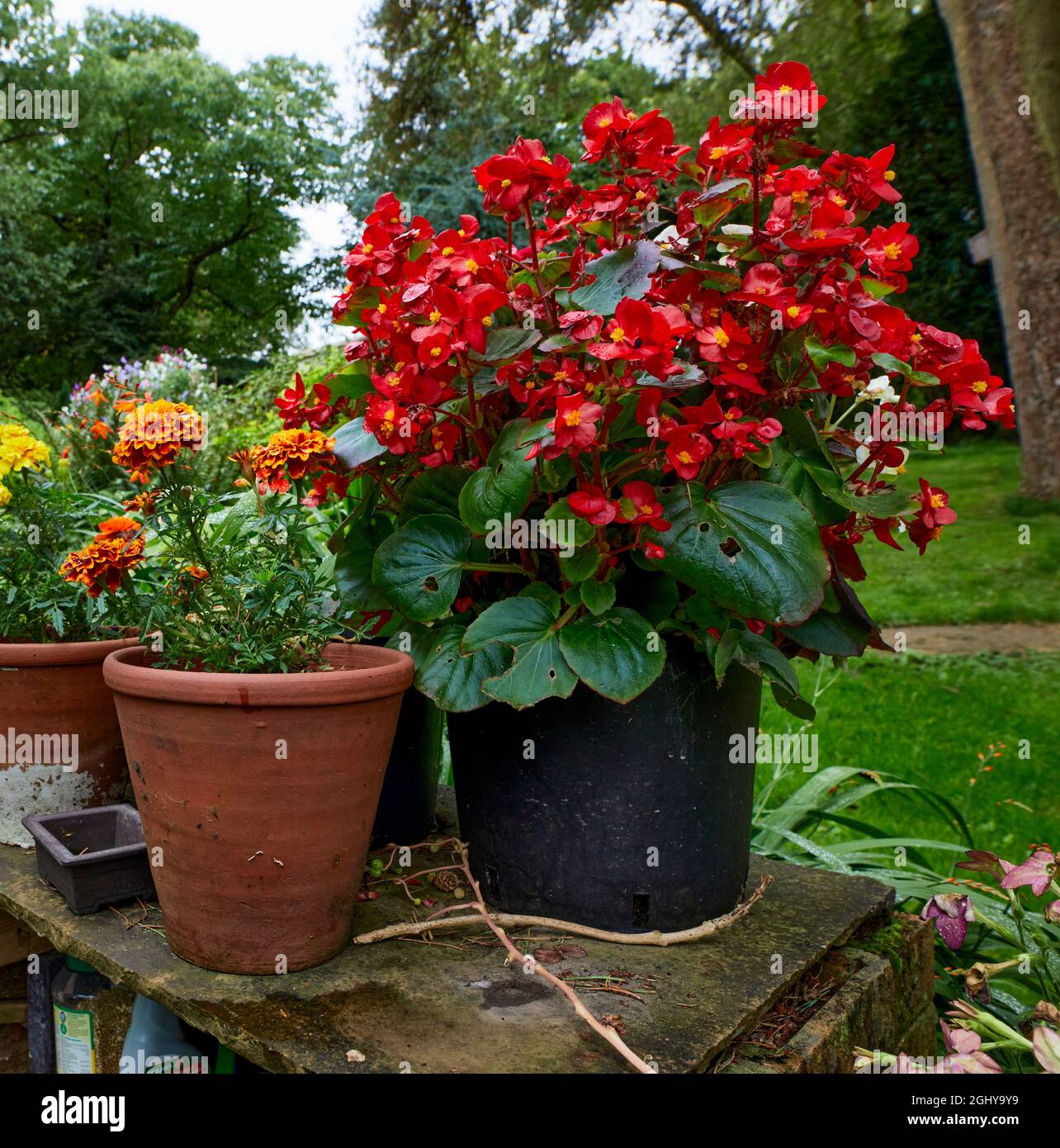 Begonias landscape hires stock photography and images Alamy