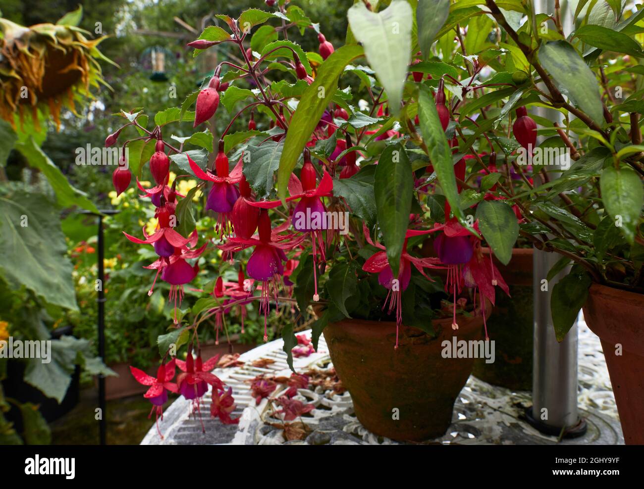 A blooming Fuchsia plant growing in terracotta pot Stock Photo