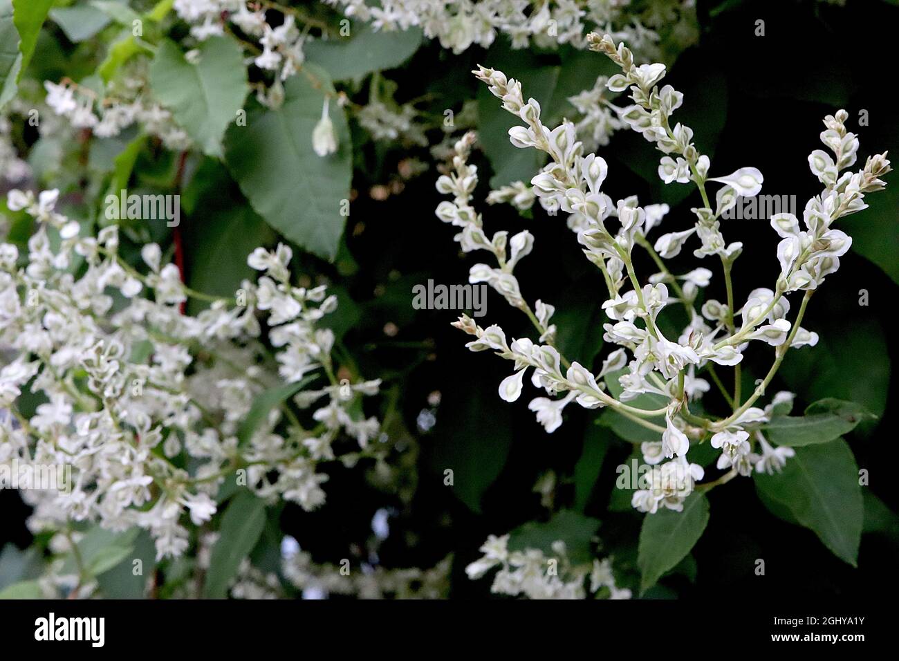 Fallopia baldschuanica Russian vine – dropping clusters of tiny white star-shaped flowers,  August, England, UK Stock Photo