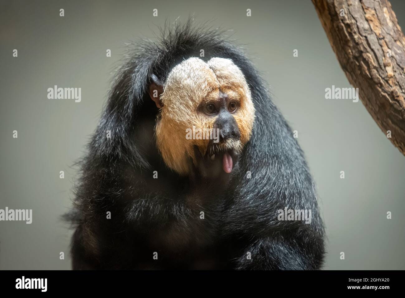 White-faced Saki Monkey (pithecia pithecia), male sticking tongue out ...