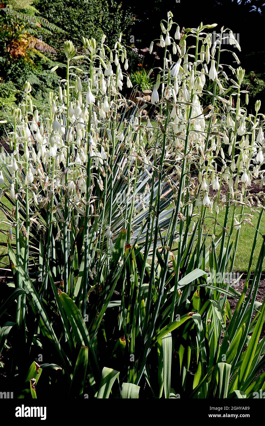 Galtonia candicans summer hyacinth – white bell-shaped flowers on very tall stems,  August, England, UK Stock Photo