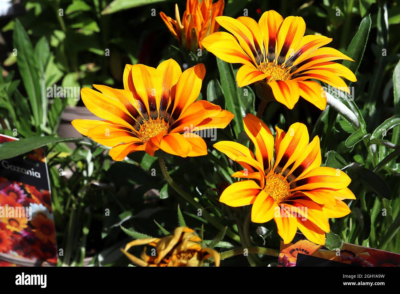 Orange gazania flower hires stock photography and images Alamy