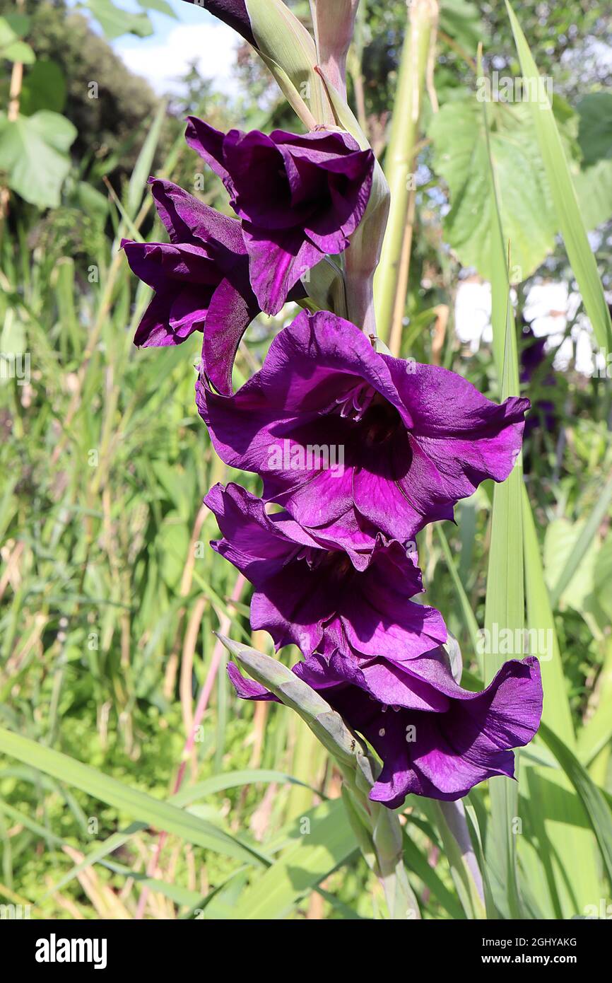 Gladiolus ‘Purple Flora’ sword lily Purple Flora - deep purple flowers,  August, England, UK Stock Photo
