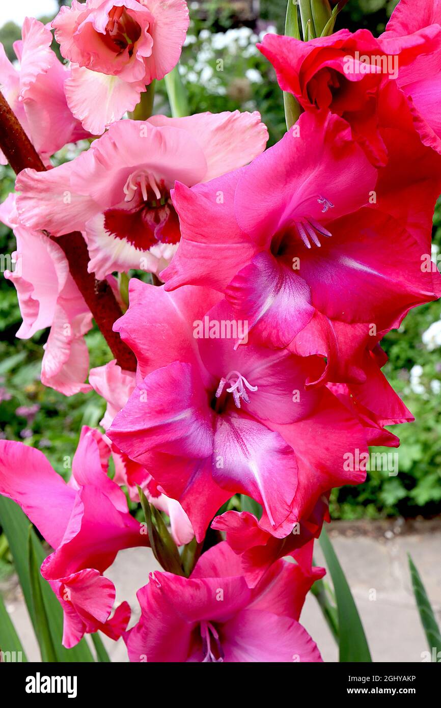 Gladiolus wine and roses hires stock photography and images Alamy