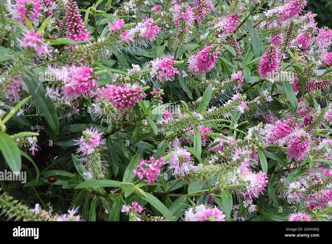 Hebe ‘Great Orme’ shrubby veronica Great Orme – pointed racemes of tiny pink fading to white flowers and lance-shaped leaves,  August, England, UK Stock Photo