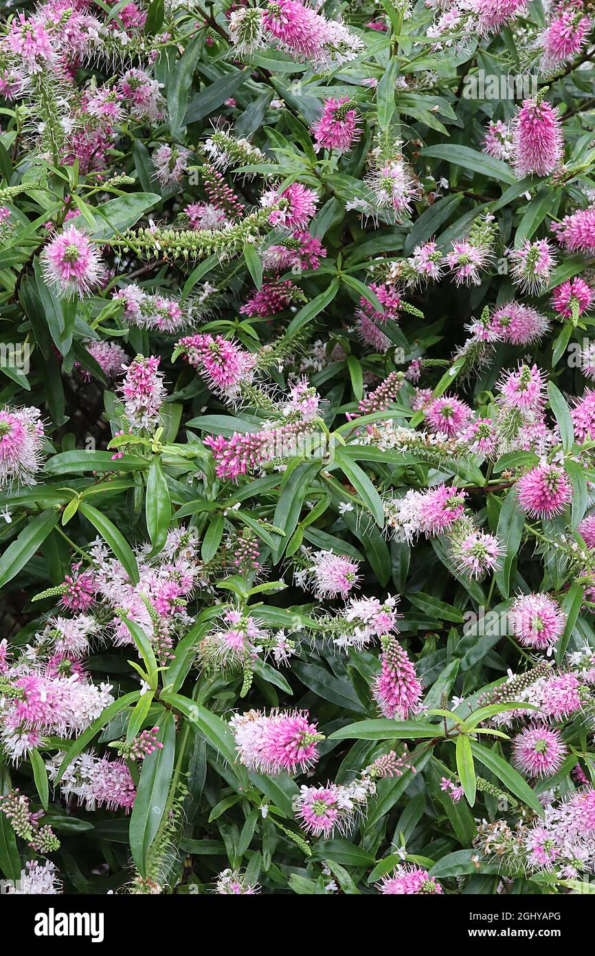 Hebe ‘Great Orme’ shrubby veronica Great Orme – pointed racemes of tiny pink fading to white flowers and lance-shaped leaves,  August, England, UK Stock Photo