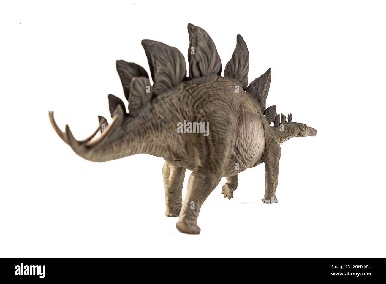 Stegosaurus Dinosaur on white background Stock Photo - Alamy