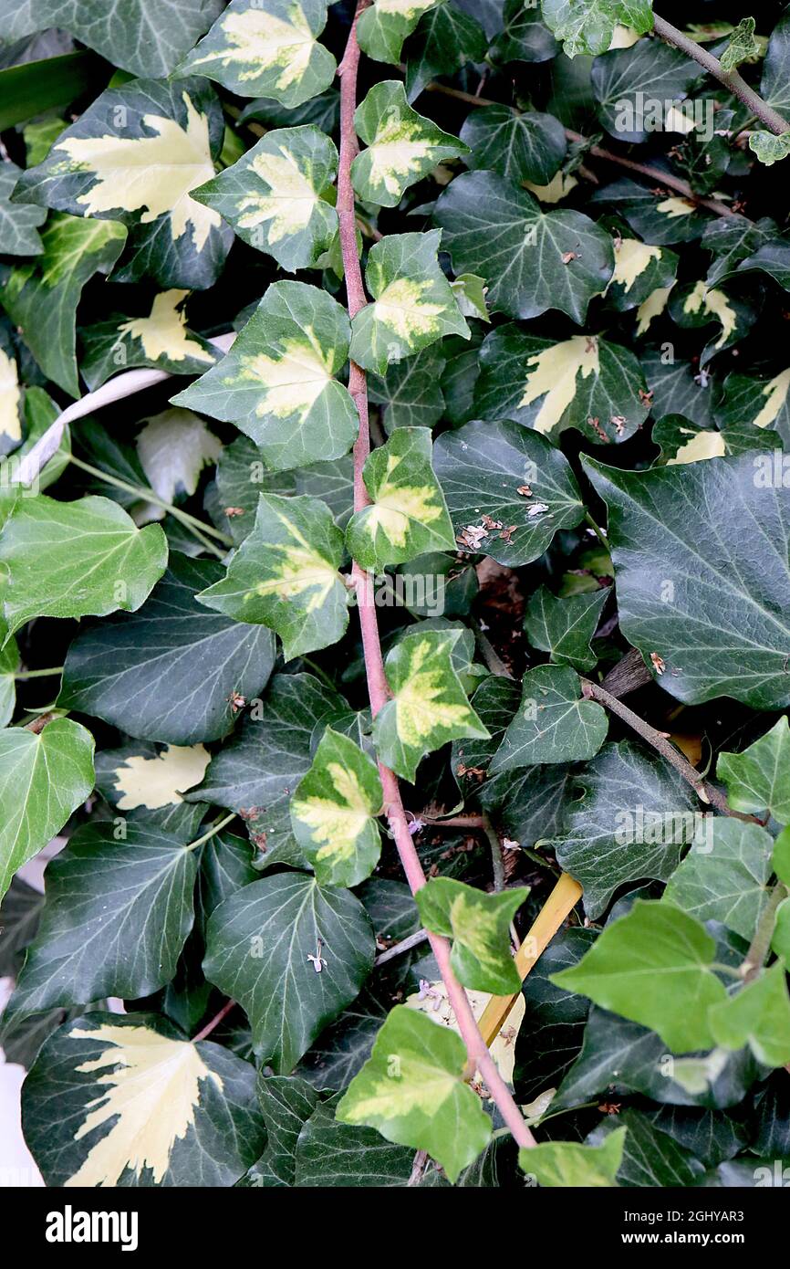 Hedera helix ‘Goldheart’ English ivy Goldheart – small dark green leaves with central gold splash,  August, England, UK Stock Photo