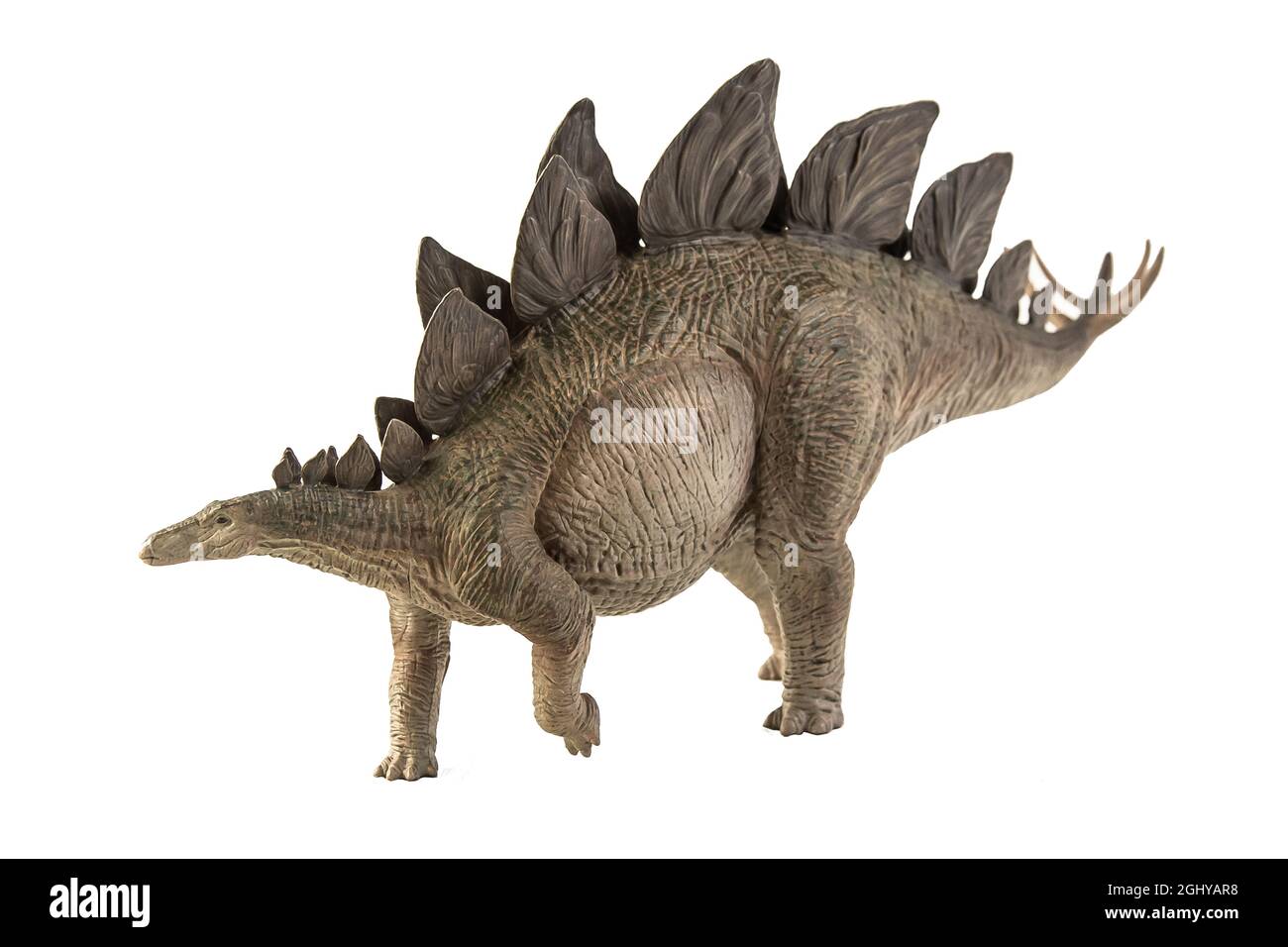 Stegosaurus Dinosaur on white background Stock Photo - Alamy