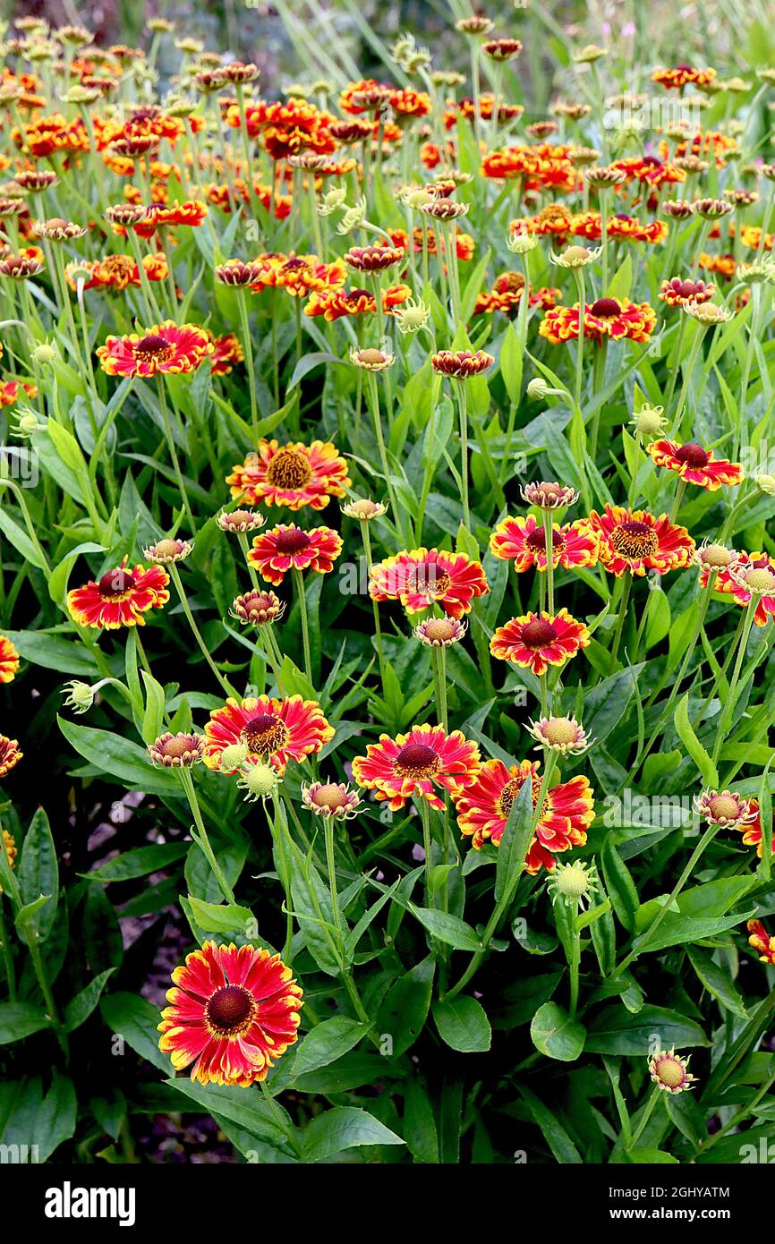 Helenium autumnale ‘Biedermeier’ sneezeweed Biedermeier – red flowers with yellow tips,  August, England, UK Stock Photo