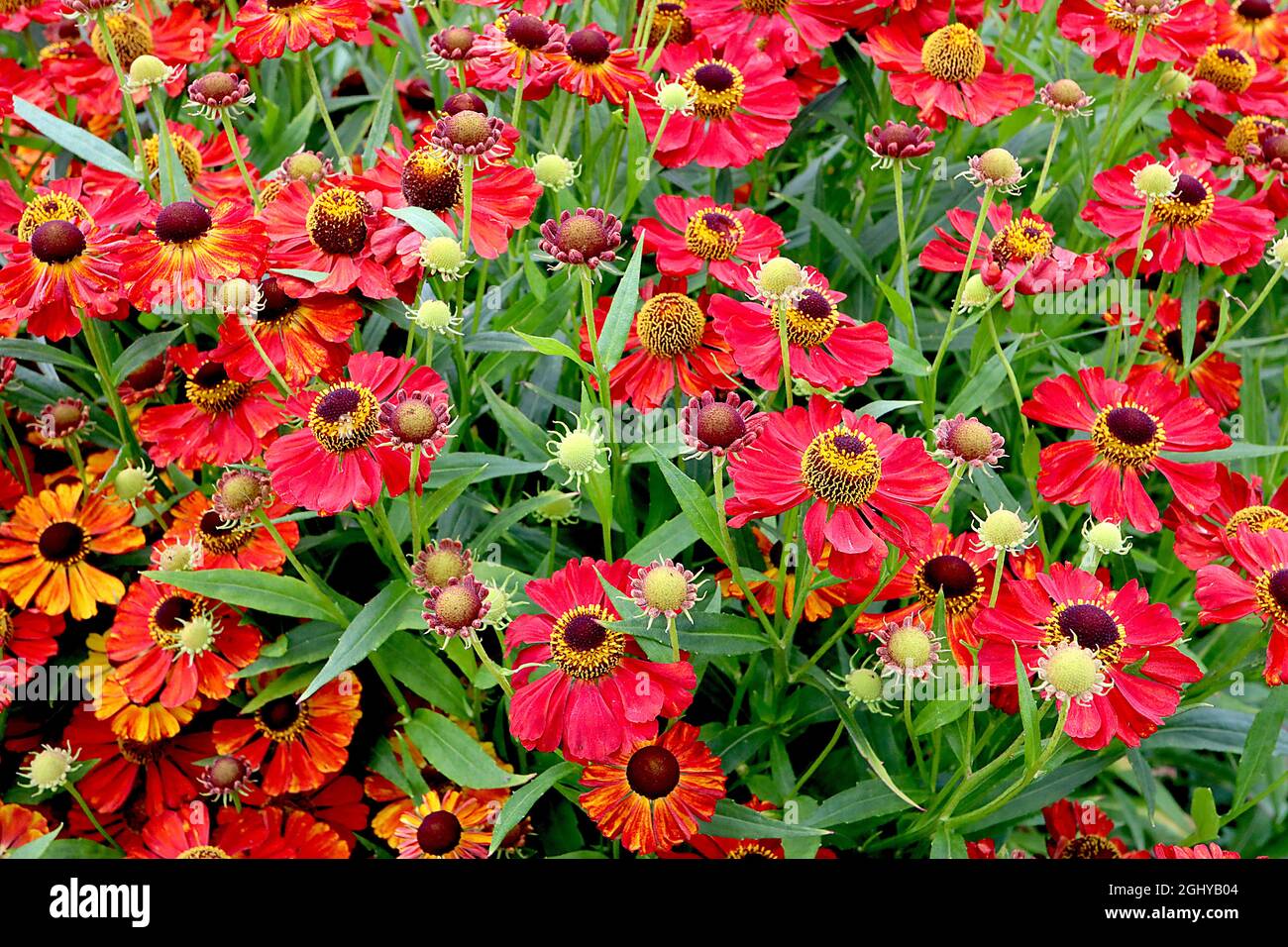 Helenium autumnale ‘Moerheim Beauty’ sneezeweed Moerheim Beauty – red flowers with notched petals,  August, England, UK Stock Photo