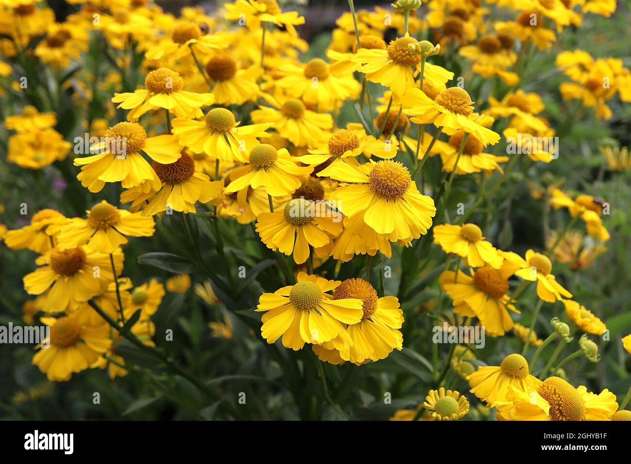 Helenium autumnale ‘Salud Yellow’ sneezeweed Yellow – yellow flowers with yellow centre,  August, England, UK Stock Photo