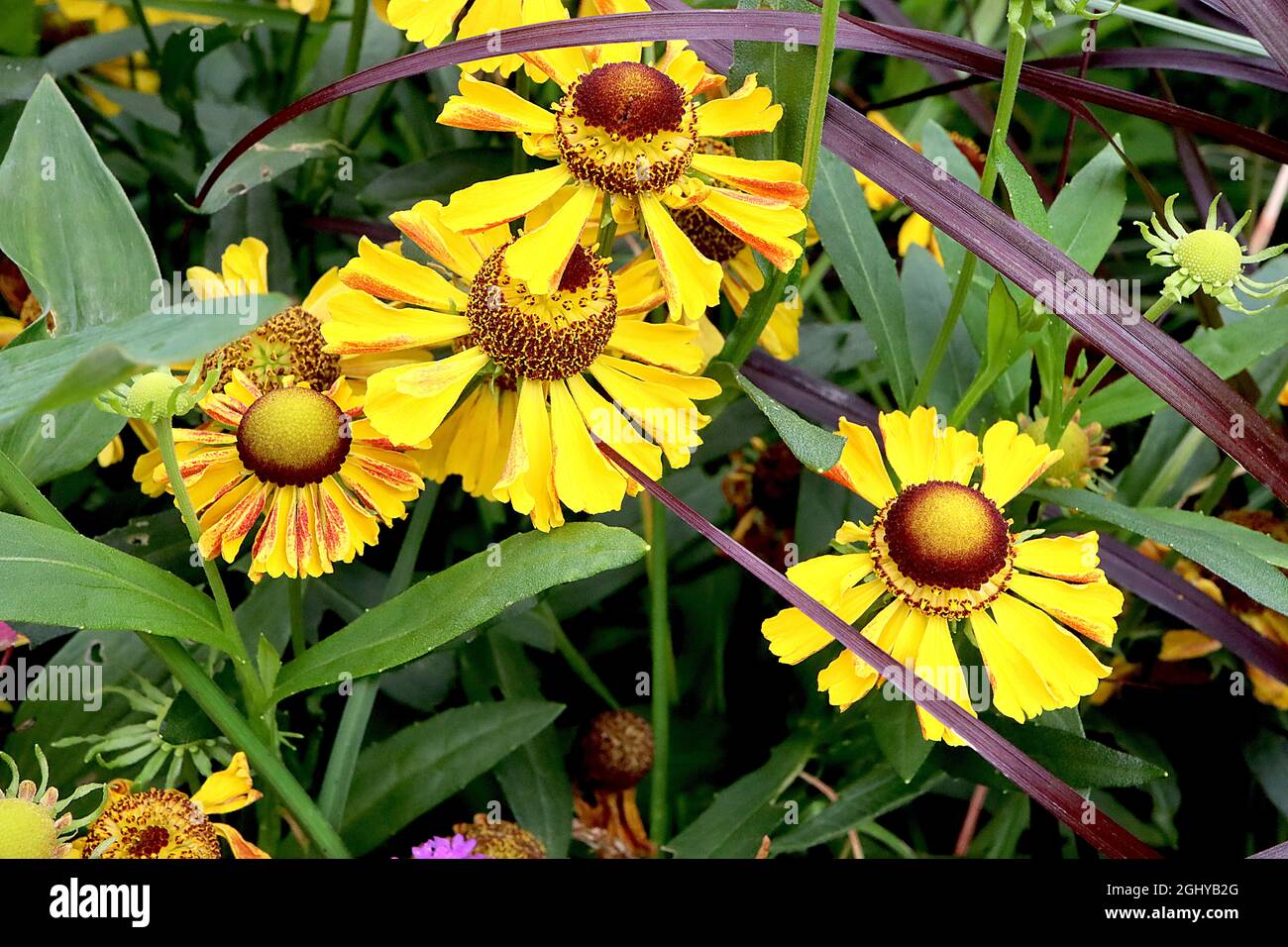 Helenium autumnale ‘Zimbelstern’ sneezeweed Cymbal Star – yellow flowers with brown centre,  August, England, UK Stock Photo