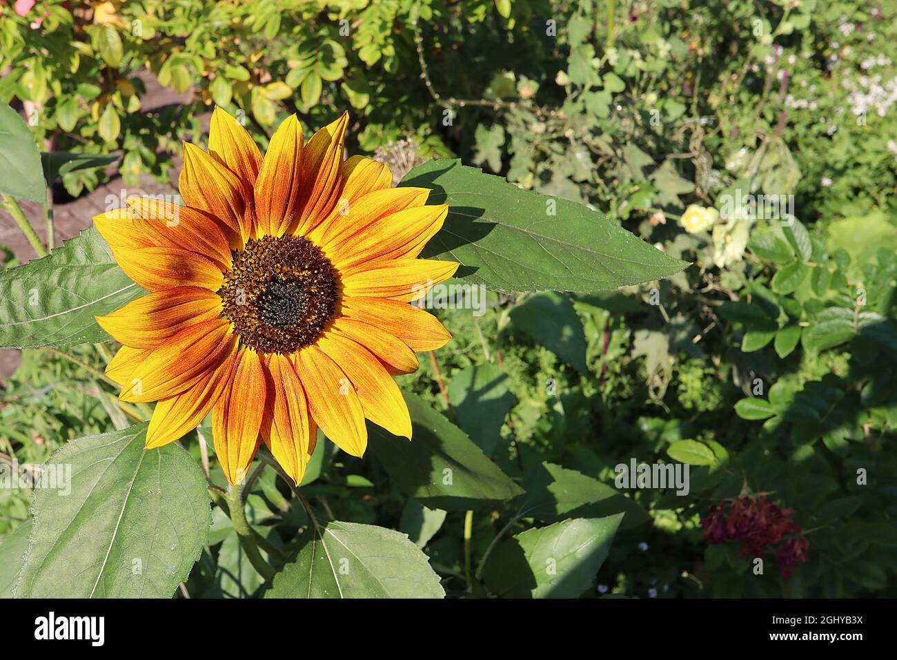 Helianthus annuus little becka hi-res stock photography and images - Alamy