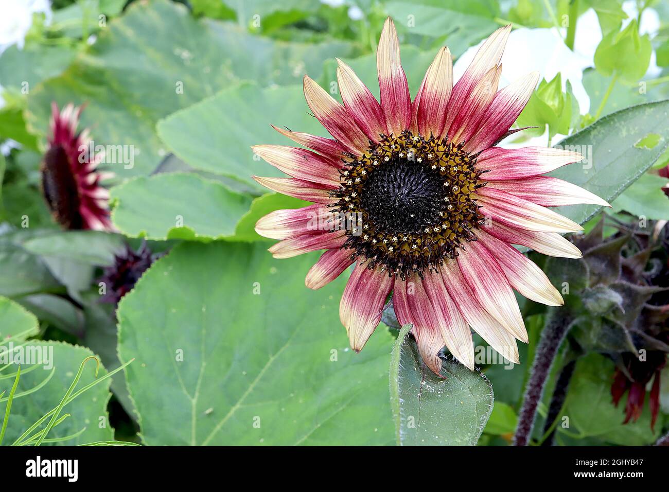 Helianthus annuus ‘Ms Mars’ Sunflower Ms Mars large crimson