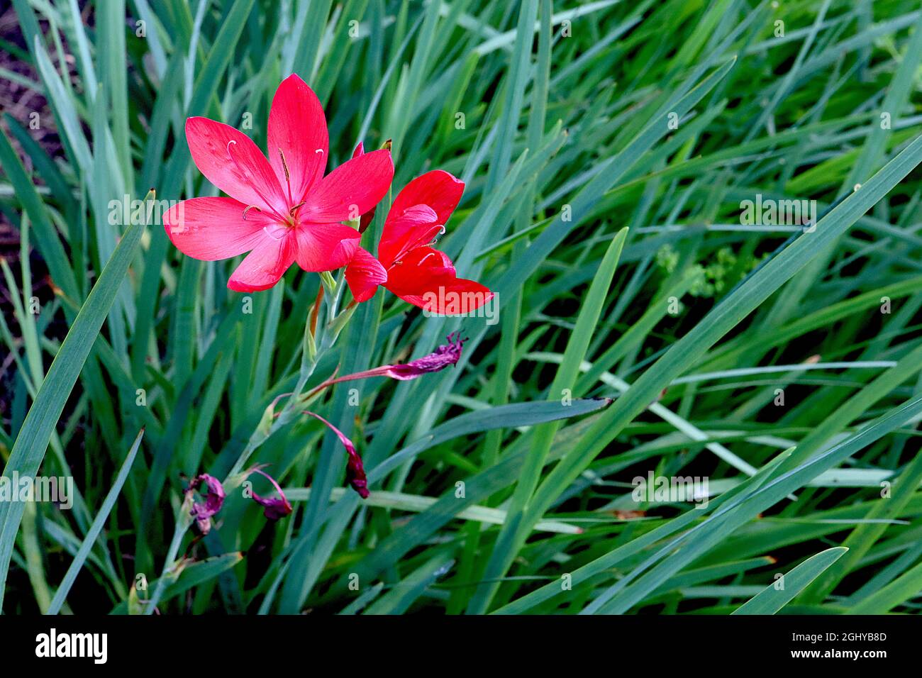 Hesperantha / Schizostylis coccinea ‘Major’ crimson flag lily Major – crimson red flowers and narrow sword-shaped leaves,  August, England, UK Stock Photo