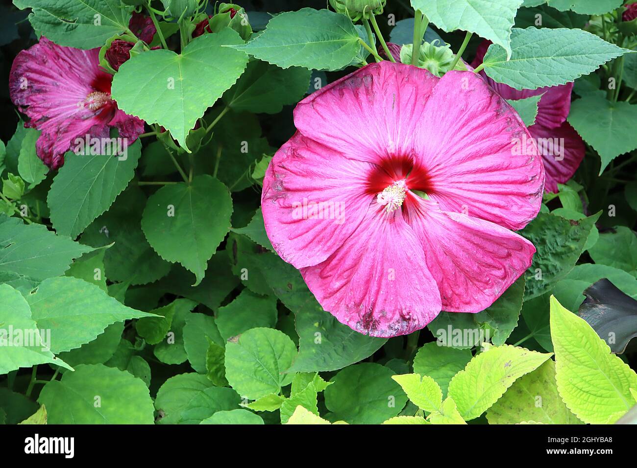 Hibiscus moscheutos ‘Pink Elephant’ common rose mallow Pink Elephant – giant deep pink flowers with rounded petals and red centre,  August, England,UK Stock Photo