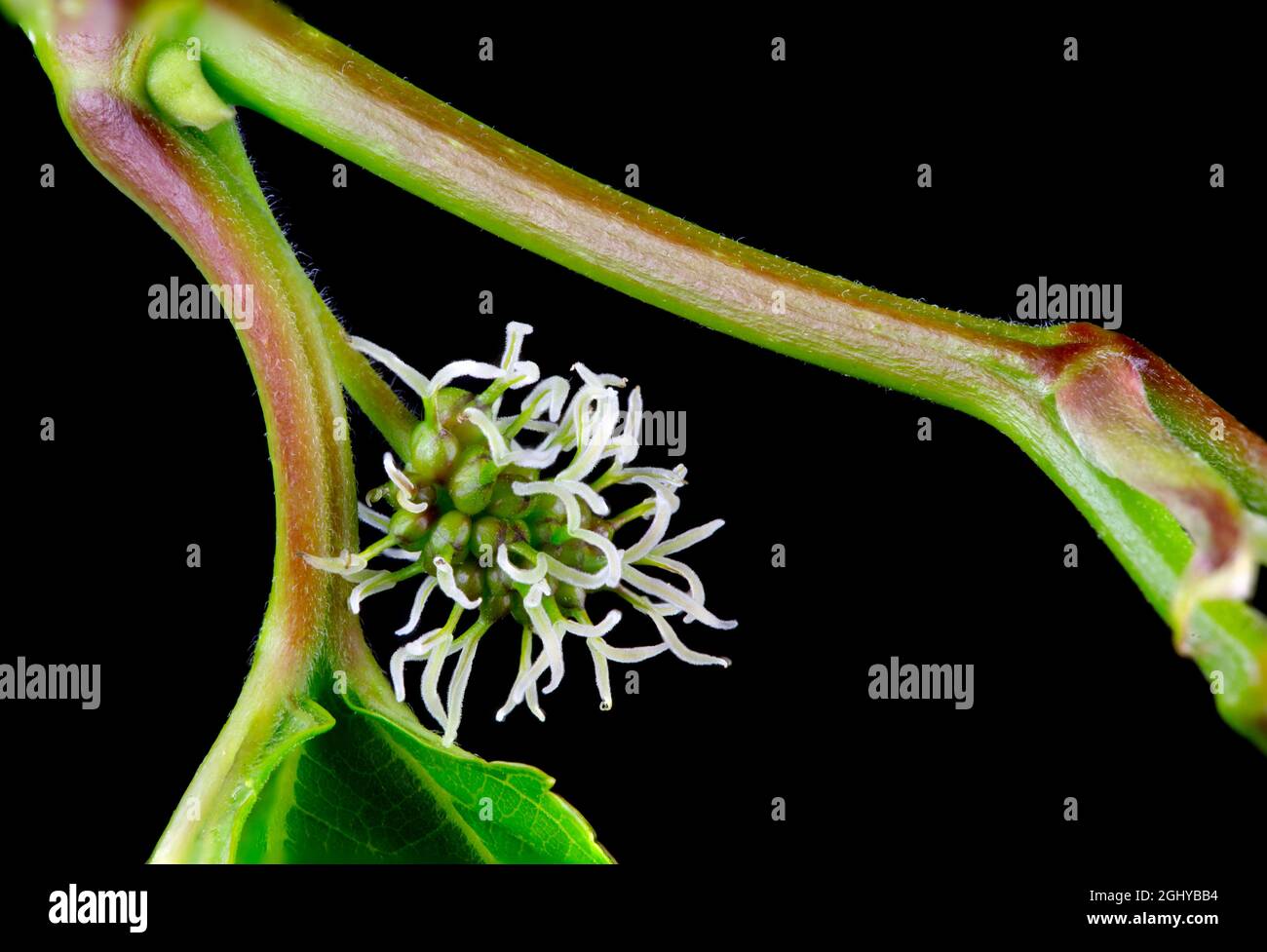 Female flower of the black mulberry, Morus nigra, a flowering plant or Angiospermae in the