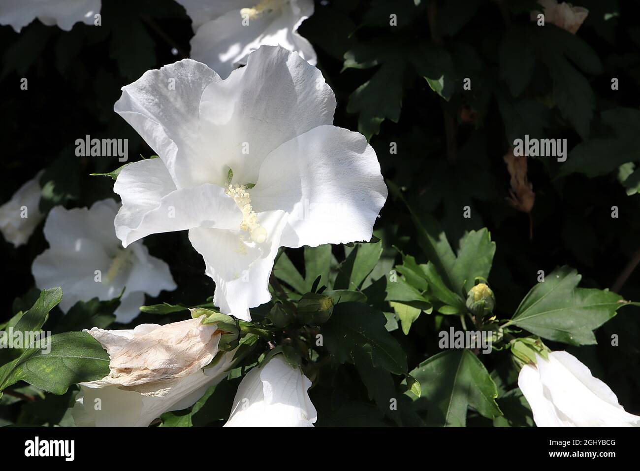 Hibiscus syriacus leaves hi-res stock photography and images - Alamy