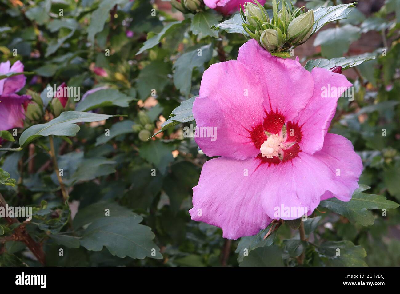 Hibiscus syriacus woodbridge deals