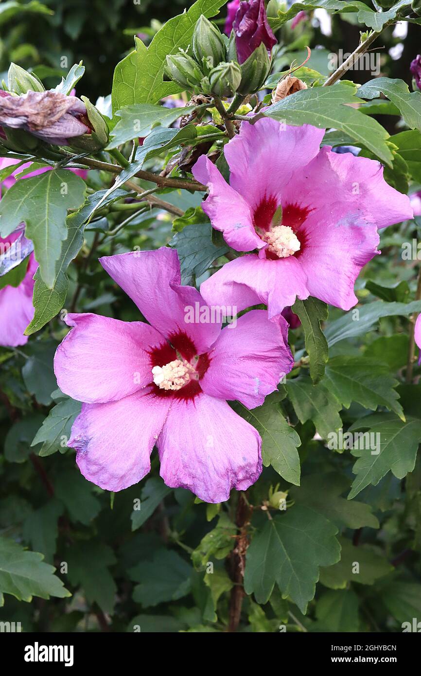 Hibiscus syriacus ‘Woodbridge’ Rose of Sharon Woodbridge – deep pink flowers with red centre,  August, England, UK Stock Photo