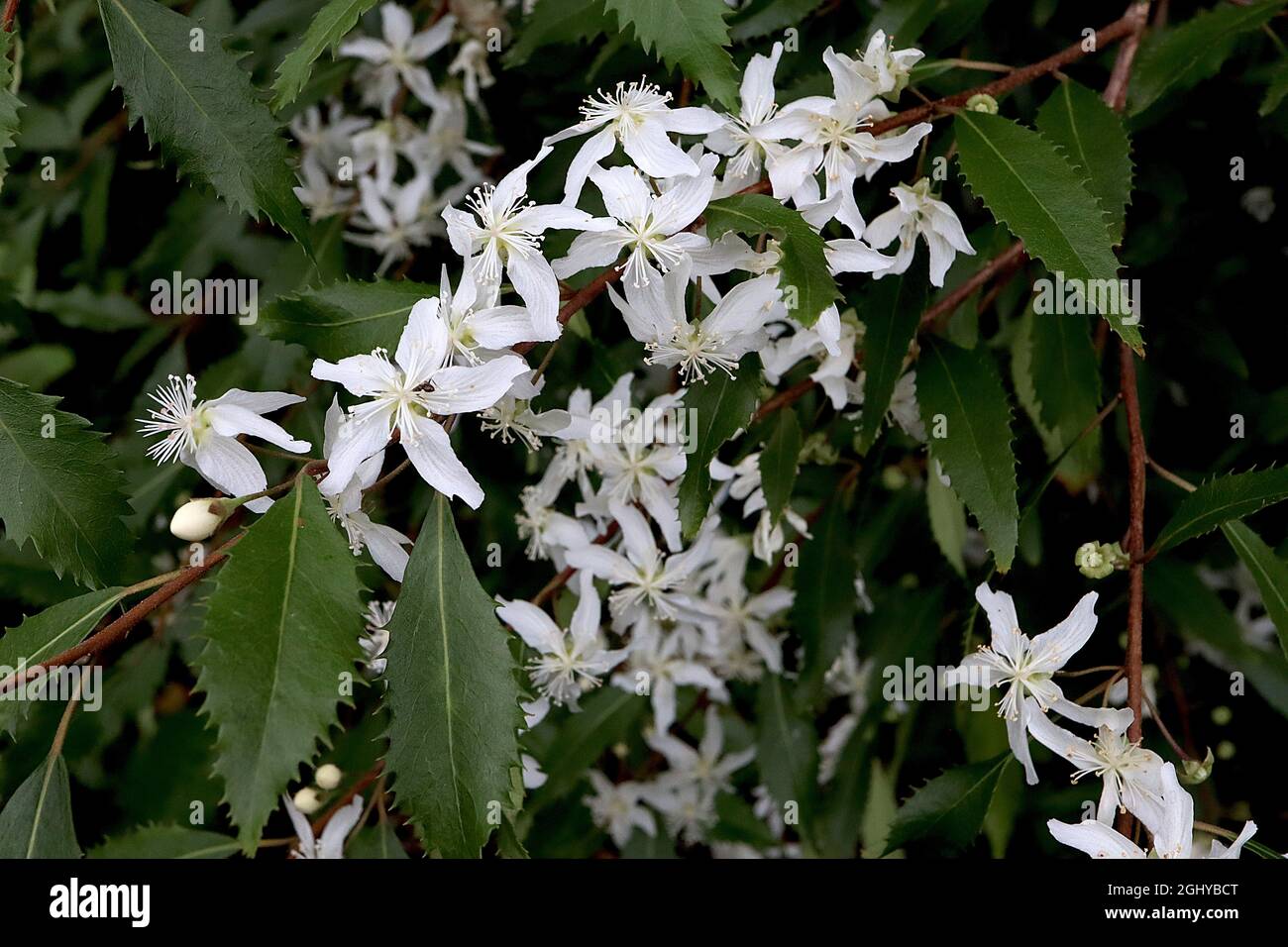 Hoheria sexstylosa Ribbonwood – white star-shaped flowers and deep green leaves with sharply toothed margins,  August, England, UK Stock Photo