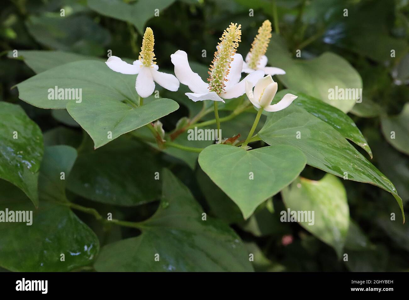 Houttuynia cordata  heart-leaved houttuynia – white bracts and upright racemes of tiny yellow flowers, mid green heart-shaped leaves, August, England, Stock Photo